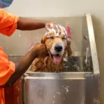 When Should You Tell Your Hooman It’s Time for a Spa Day?