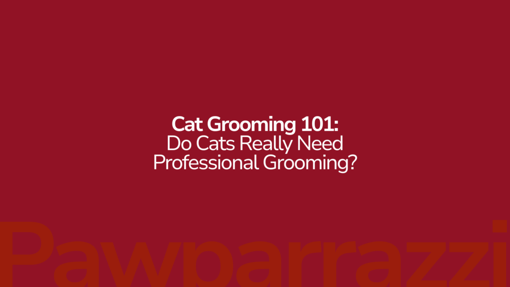 Cat Grooming 101 Do Cats Really Need Professional Grooming