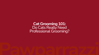 Cat Grooming 101 Do Cats Really Need Professional Grooming