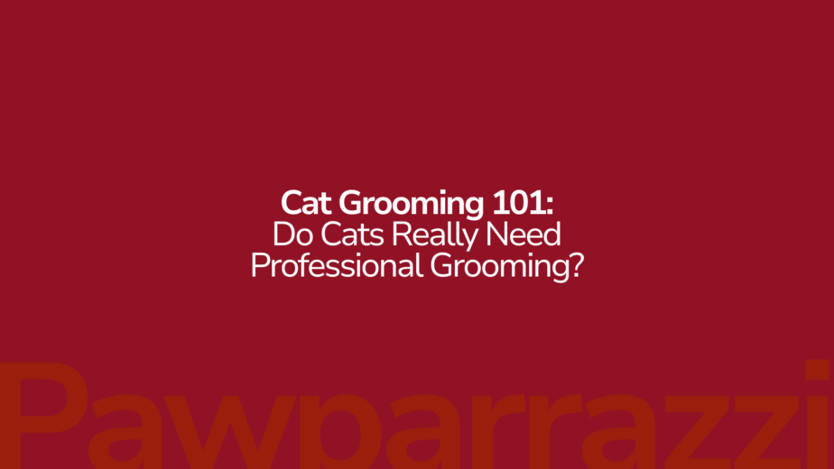Cat Grooming 101 Do Cats Really Need Professional Grooming