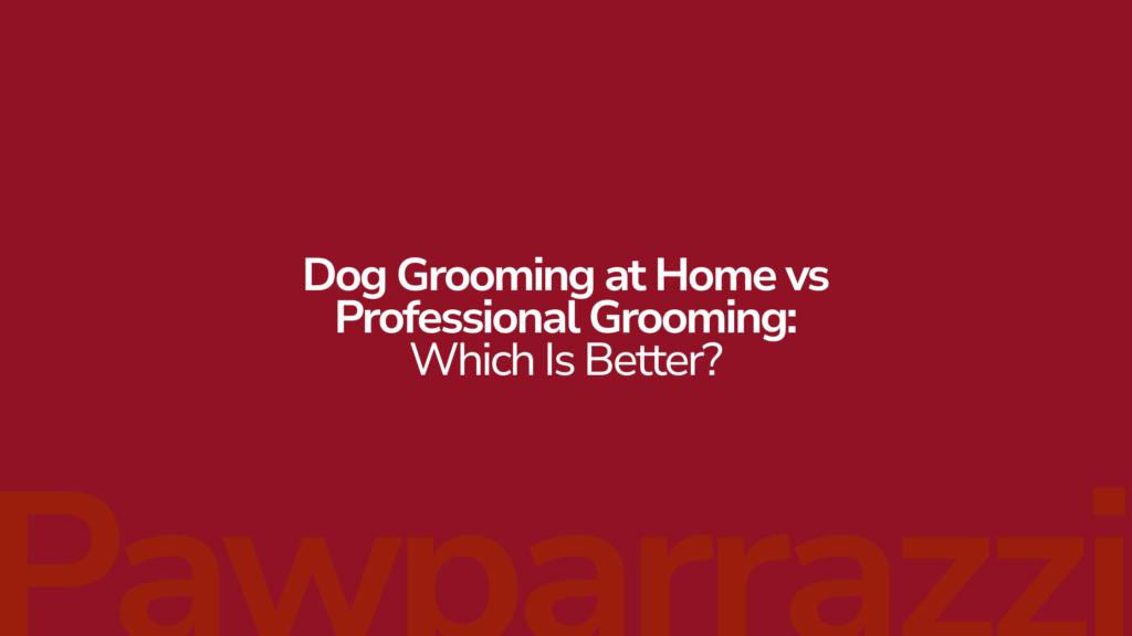 Dog Grooming at Home vs Professional Grooming