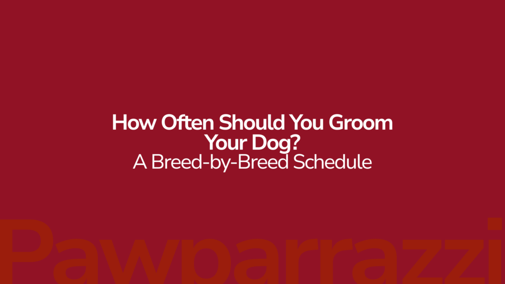 How Often Should You Groom Your Dog A Breed-by-Breed Schedule