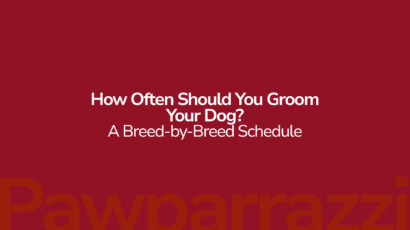 How Often Should You Groom Your Dog A Breed-by-Breed Schedule
