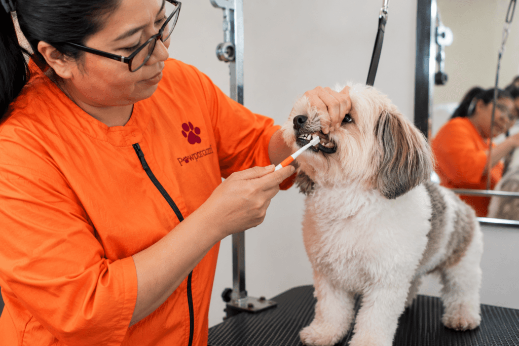 Dental Care for Dogs