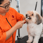Dental Care for Dogs: Why Teeth Brushing Should Be Part of Grooming