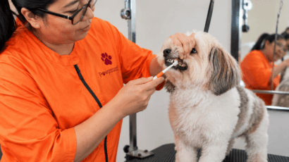 Dental Care for Dogs