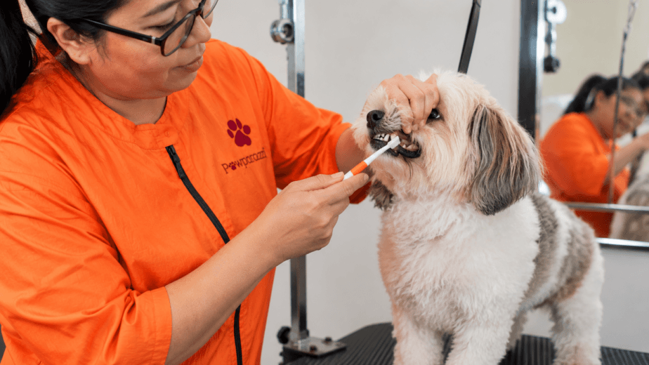Dental Care for Dogs