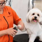 Nail Trimming for Dogs: Safe Techniques and When to See a Professional