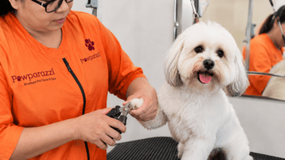 Nail Trimming for Dogs