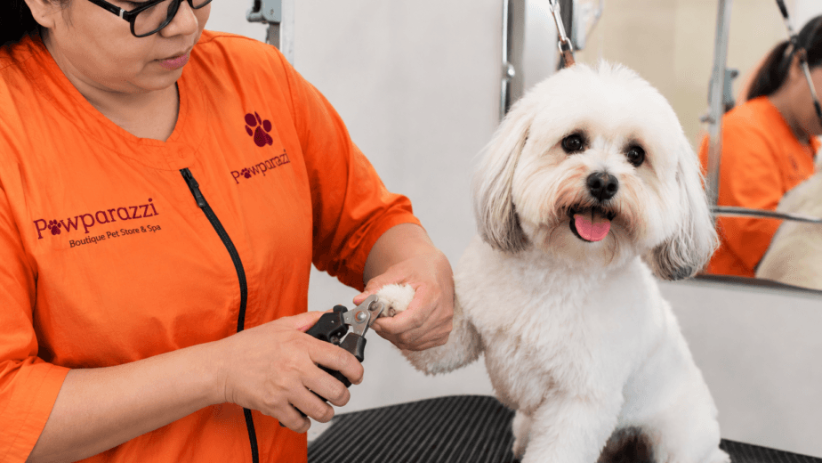 Nail Trimming for Dogs