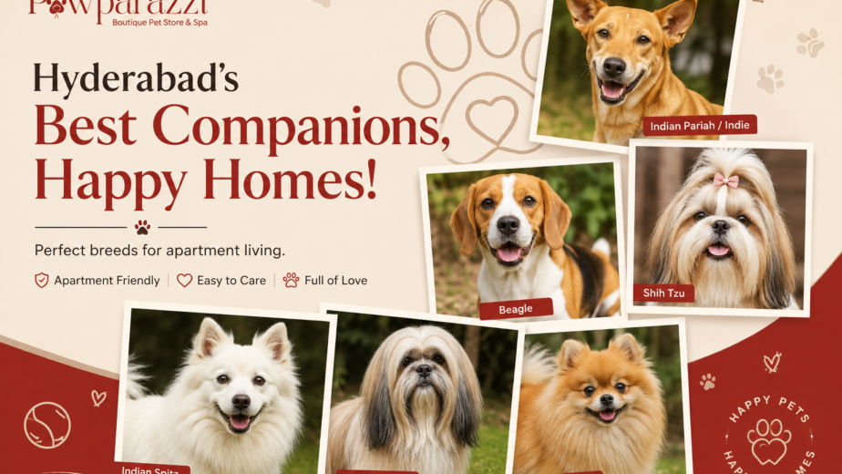 Best Dog Breeds for Apartments in Hyderabad- A Local Guide