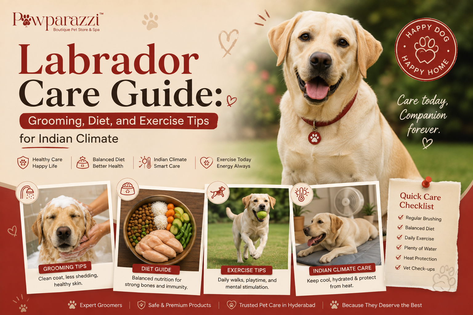 Labrador Care Guide- Grooming, Diet, and Exercise Tips for Indian Climate